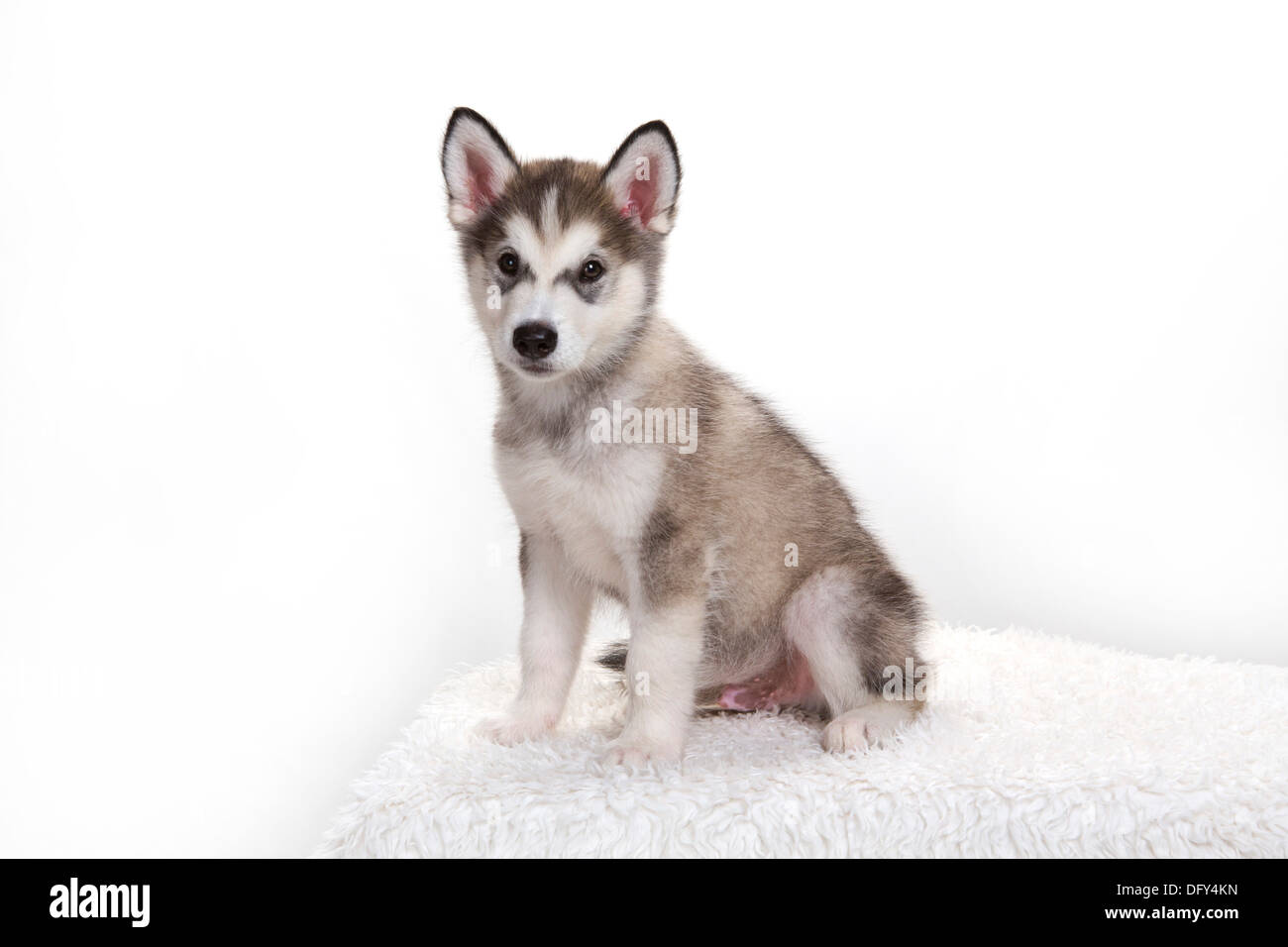 Jeune Chiot Husky Siberien Chien Assis En Studio Fond Blanc Dobson Photo Stock Alamy