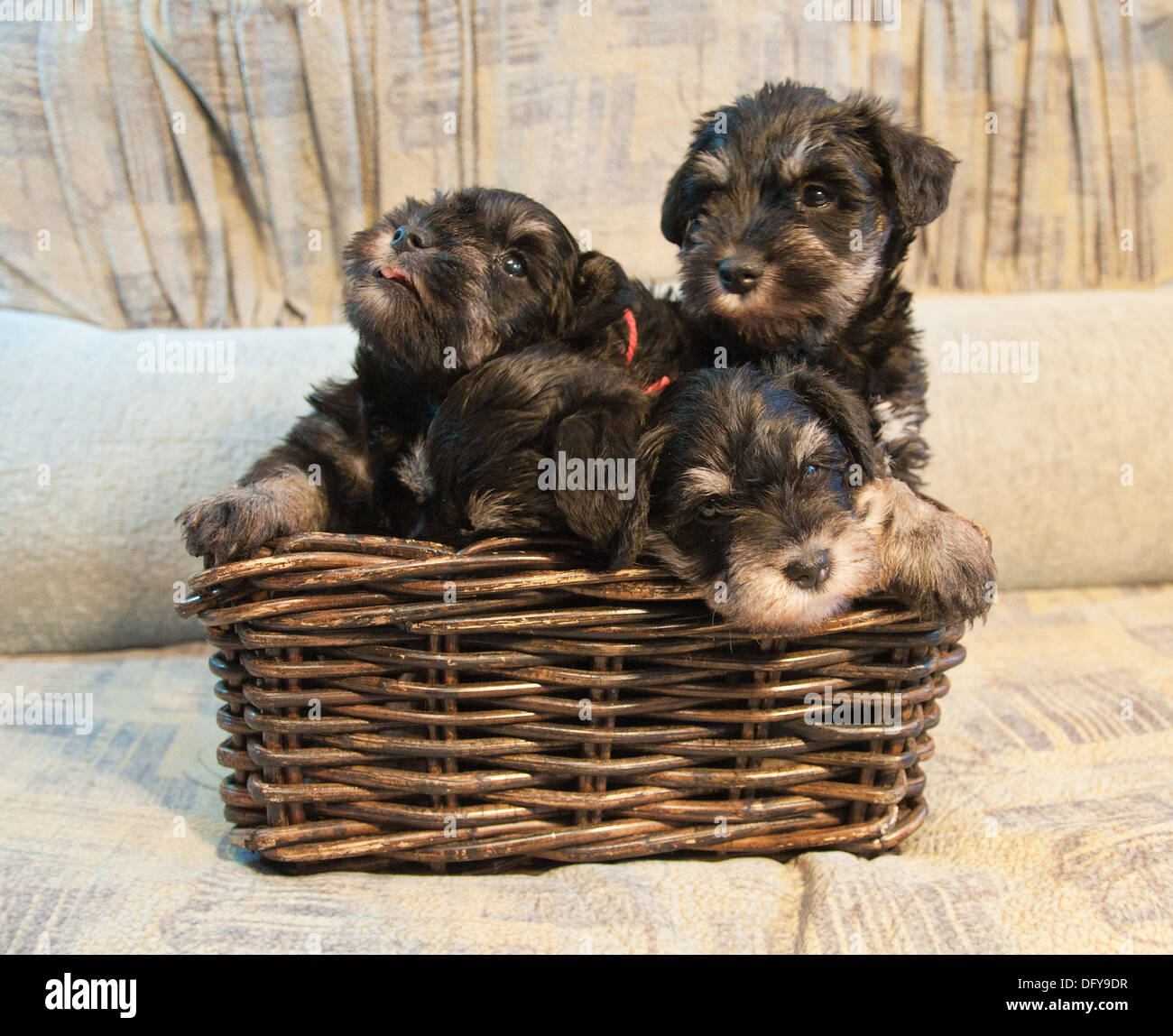 Quatre Chiots Schnauzer nain assis dans la boîte Banque D'Images