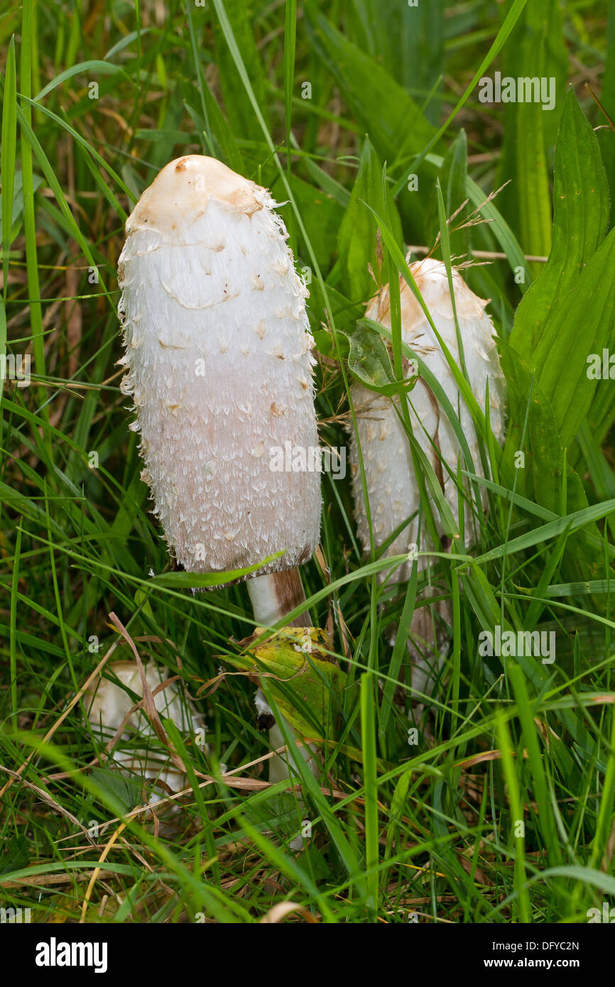 La perruque de champignon Avocat Banque D'Images
