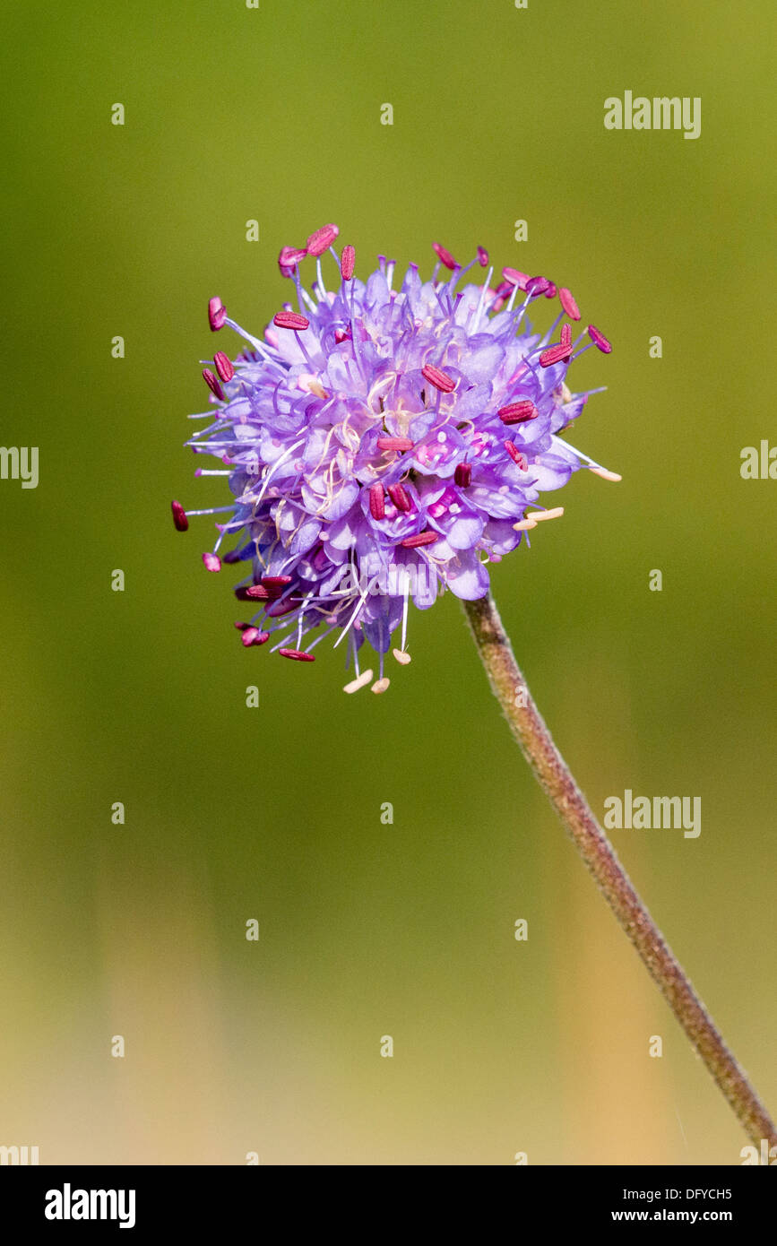 Un Devil's bit Scabious flower Banque D'Images