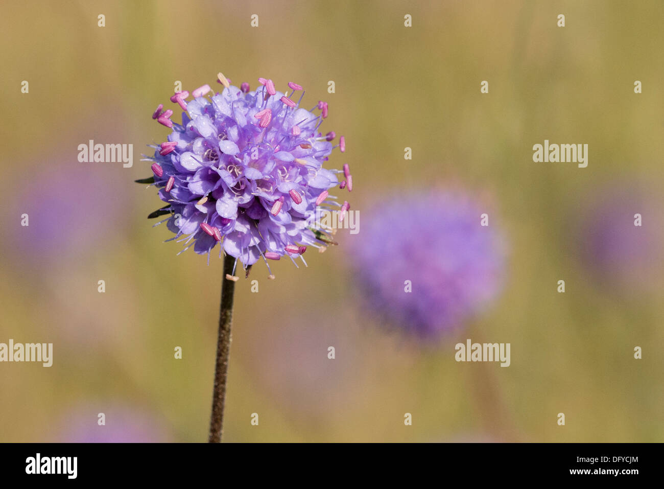 Un Devil's bit Scabious flower Banque D'Images