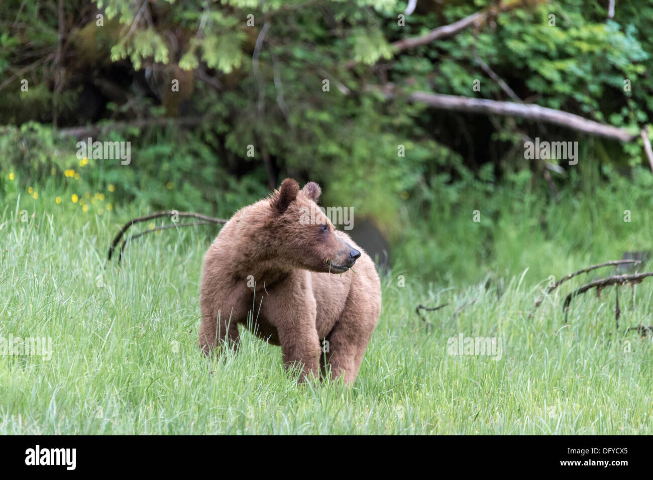 Trois ans vieux grizzli cub comité permanent de carex grass meadow, Khutze River, mi-côte Colombie-Britannique Banque D'Images