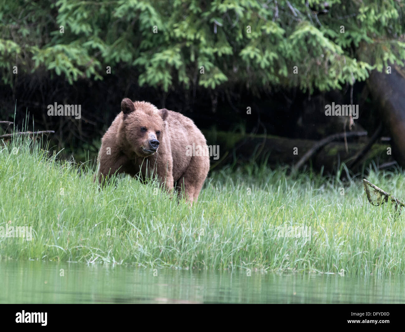 Ours grizzly dans une pluie légère de manger de l'herbe, carex Khutze River, mi-côte Colombie-Britannique Banque D'Images