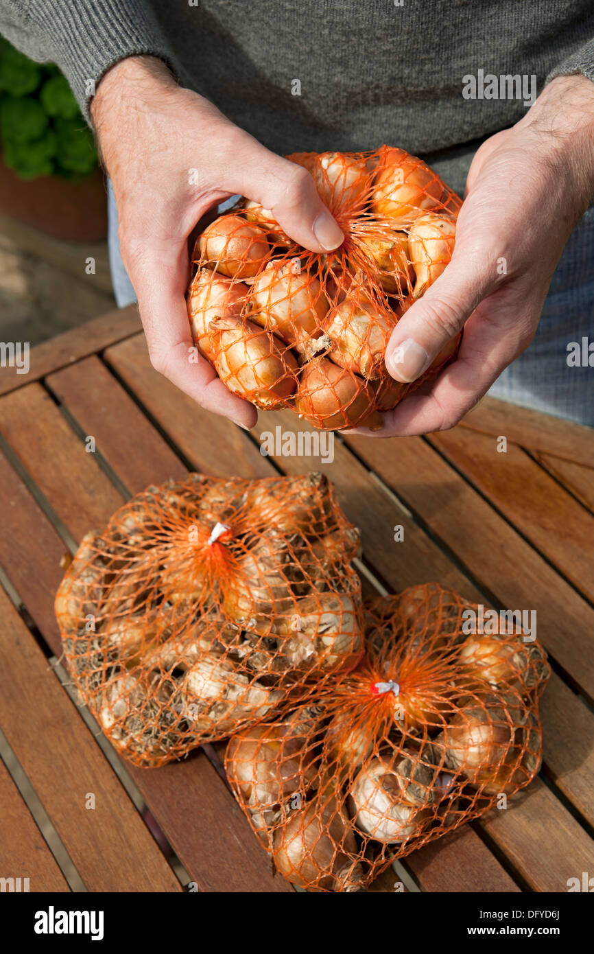 Gros plan de la personne jardinier homme mains tenant des filets contenant des ampoules à ressort pour planter Angleterre Royaume-Uni Royaume-Uni Grande-Bretagne Banque D'Images