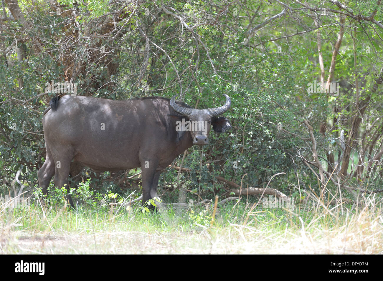Buffle d'Afrique de l'Ouest (Syncerus caffer) dans le Parc Régional W Bush - Parc W - Niger - Bénin - Burkina Faso Banque D'Images