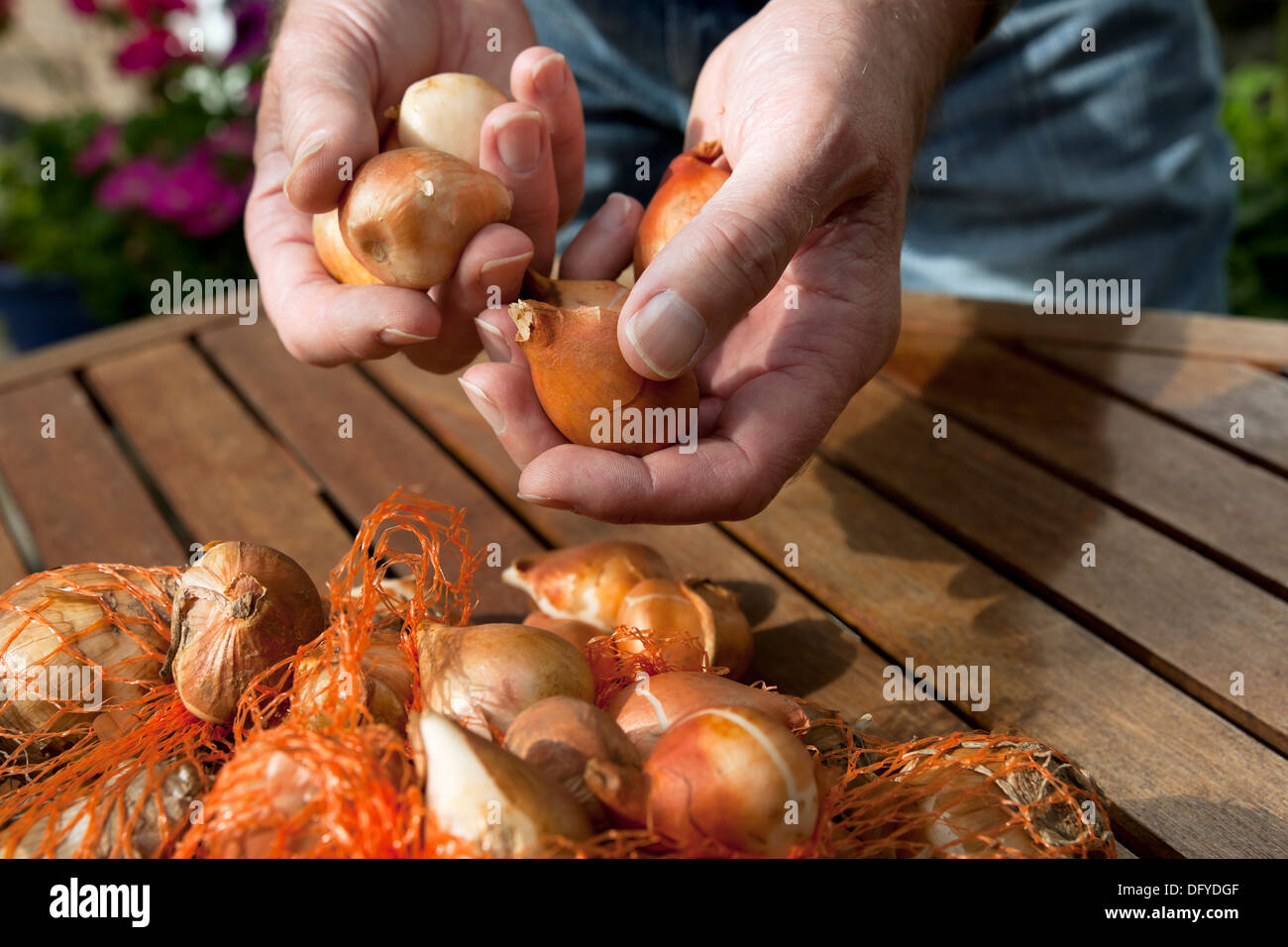 Gros plan de l'homme personne mains tenant et vendant choisir des bulbes de tulipe prêts pour la plantation dans le jardin Angleterre Royaume-Uni Royaume-Uni Grande-Bretagne Banque D'Images