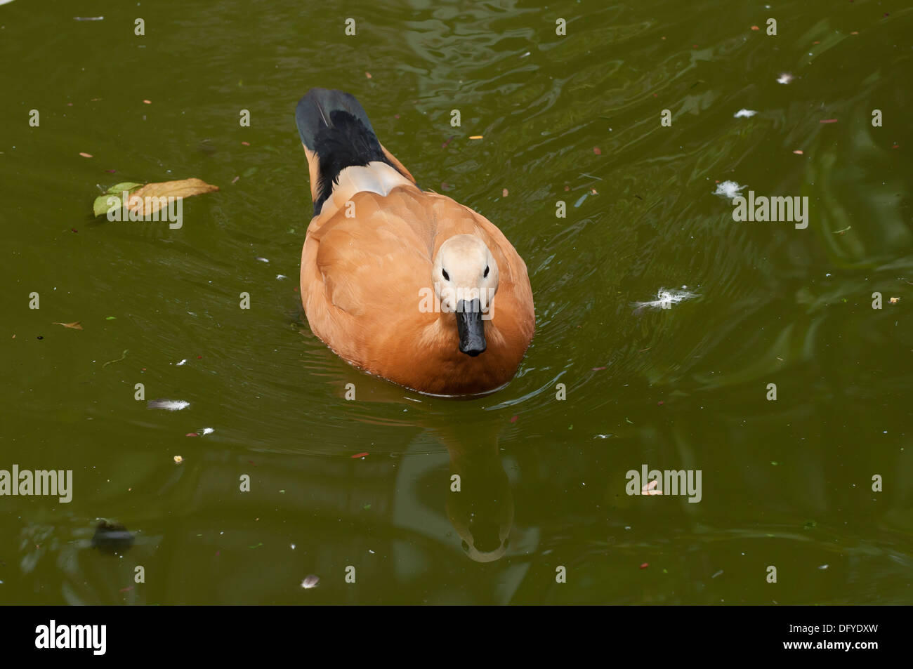 Ruddy shelducks dans l'eau Banque D'Images