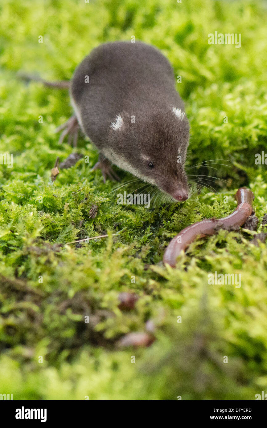 Une Musaraigne d'eau la chasse pour la nourriture Banque D'Images