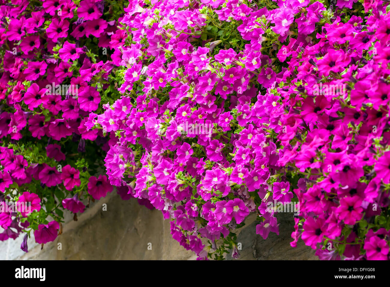 Gros plan de fleurs rose vif Banque D'Images