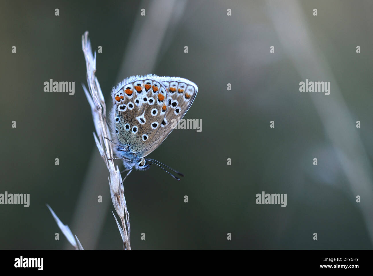 Un papillon bleu commun sur une tête de semences de graminées UK Banque D'Images