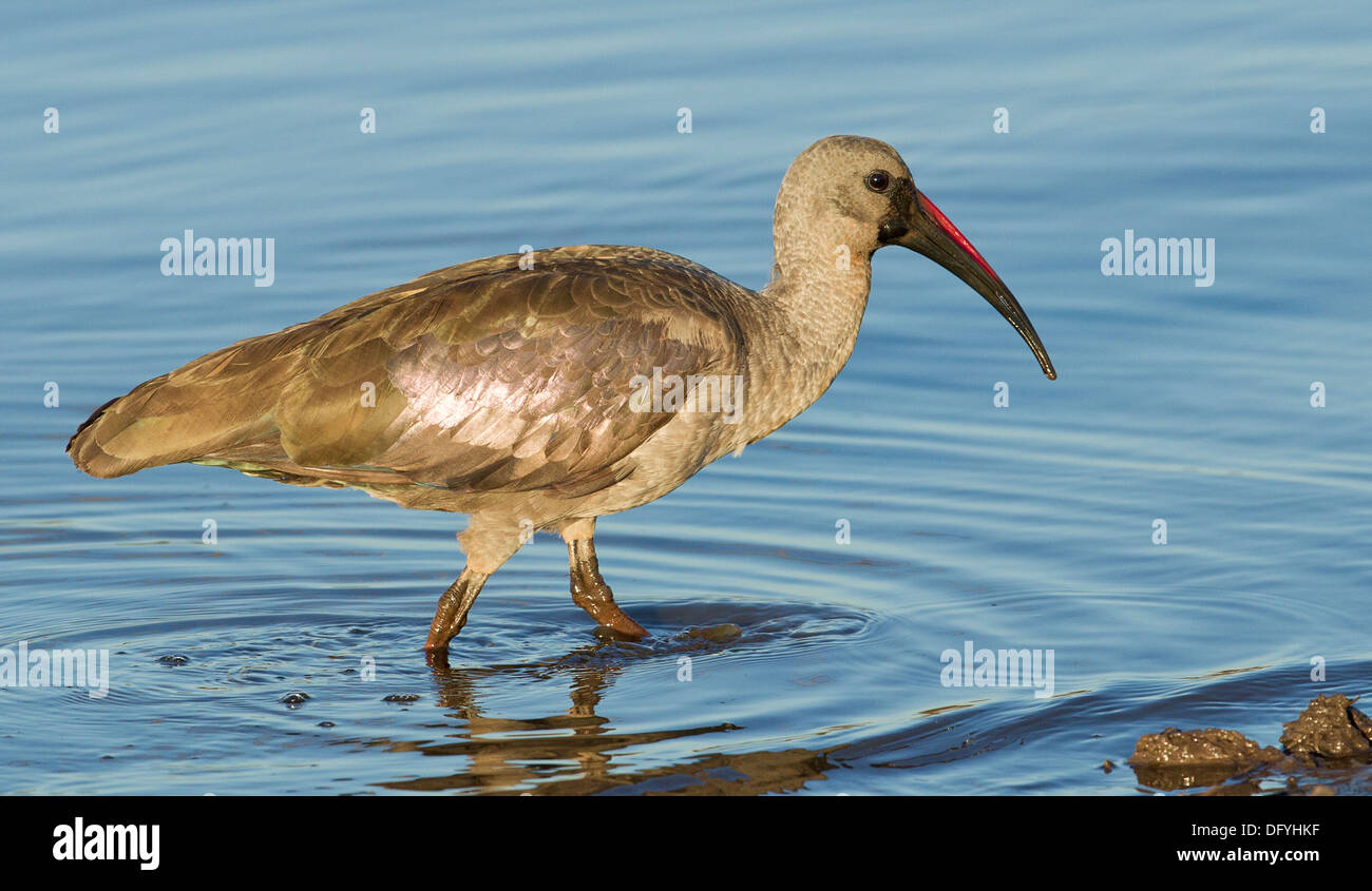 Ibis à bord de l'eau, le parc Kruger, Afrique du Sud. Banque D'Images