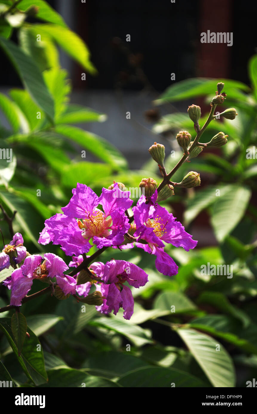 Belle fleur d'une plante, la botanique Lagerstroemia Banque D'Images