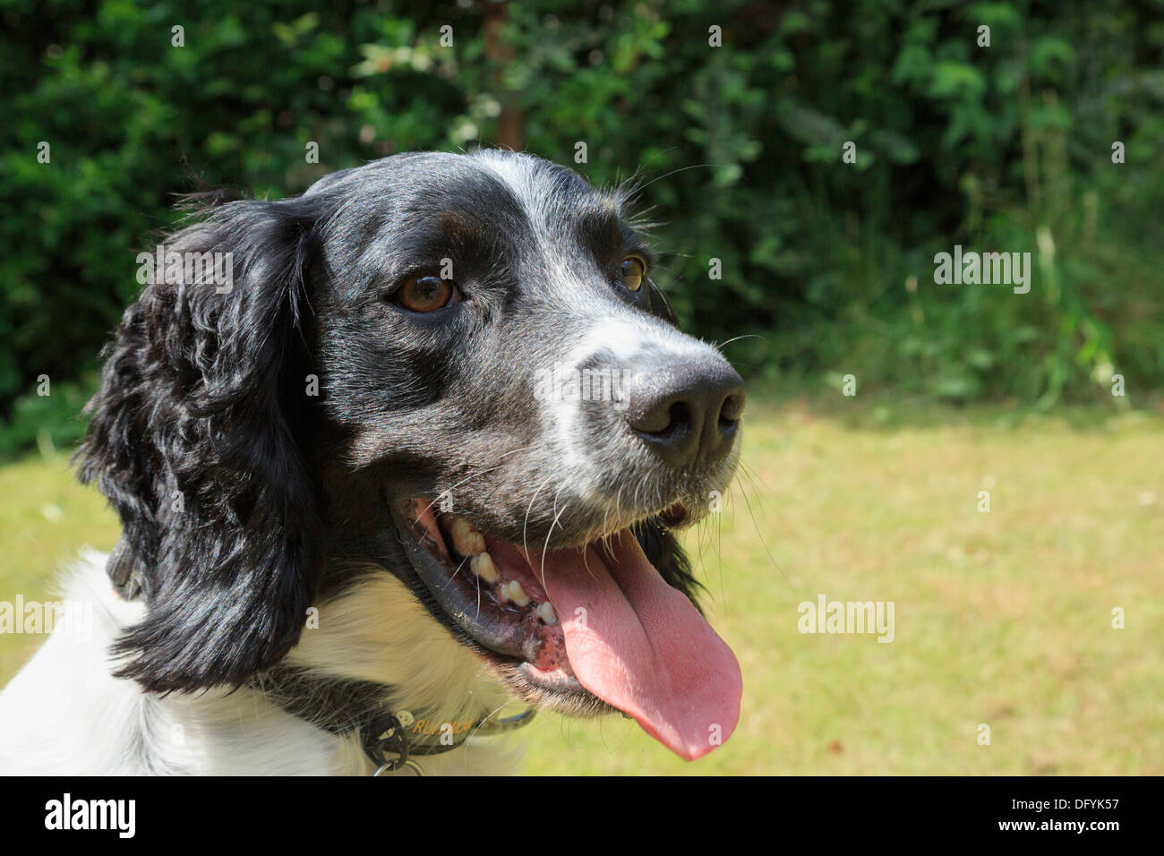 T te portrait d un noir et blanc English Springer Spaniel chien