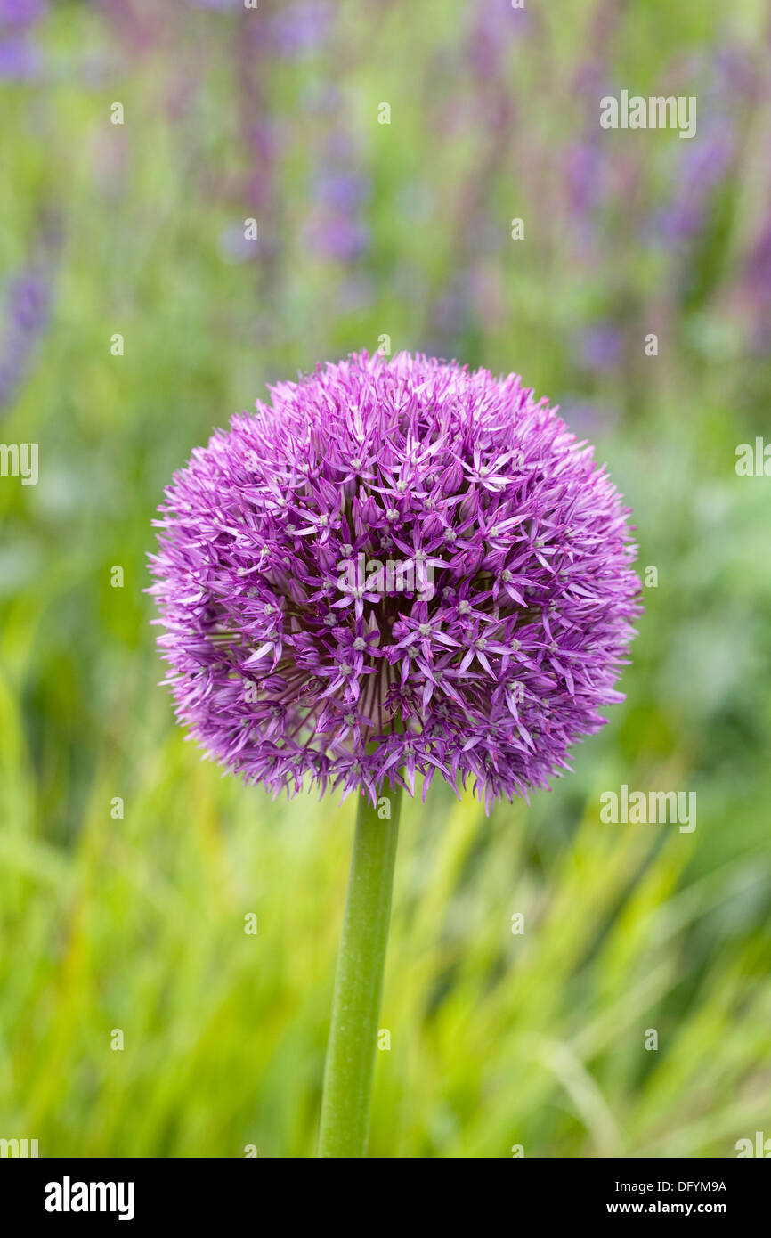 Allium 'Globemaster' dans la fleur frontière. Banque D'Images