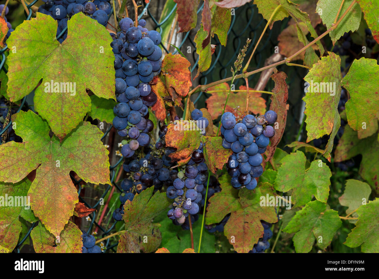 Une photo de vin bleu foncé grappes suspendues à partir de la manette, entouré par de belles feuilles vertes et rouges Banque D'Images