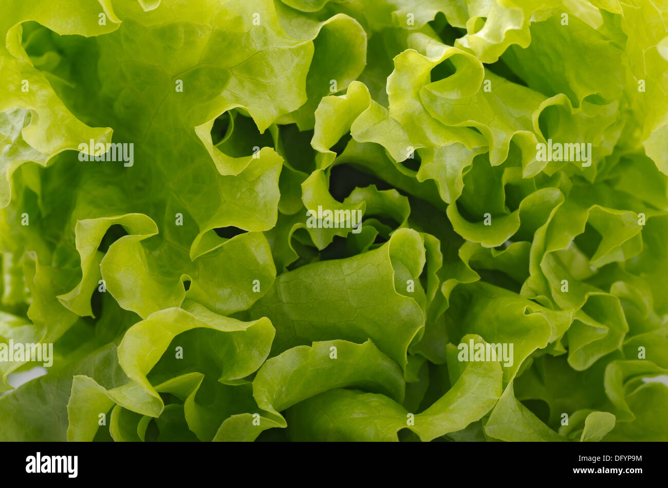 Close up de feuilles de laitue fraîche Banque D'Images