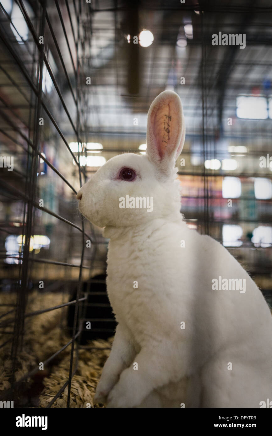 Lapin dans une cage, une grande foire de l'État de New York, Syracuse. Banque D'Images