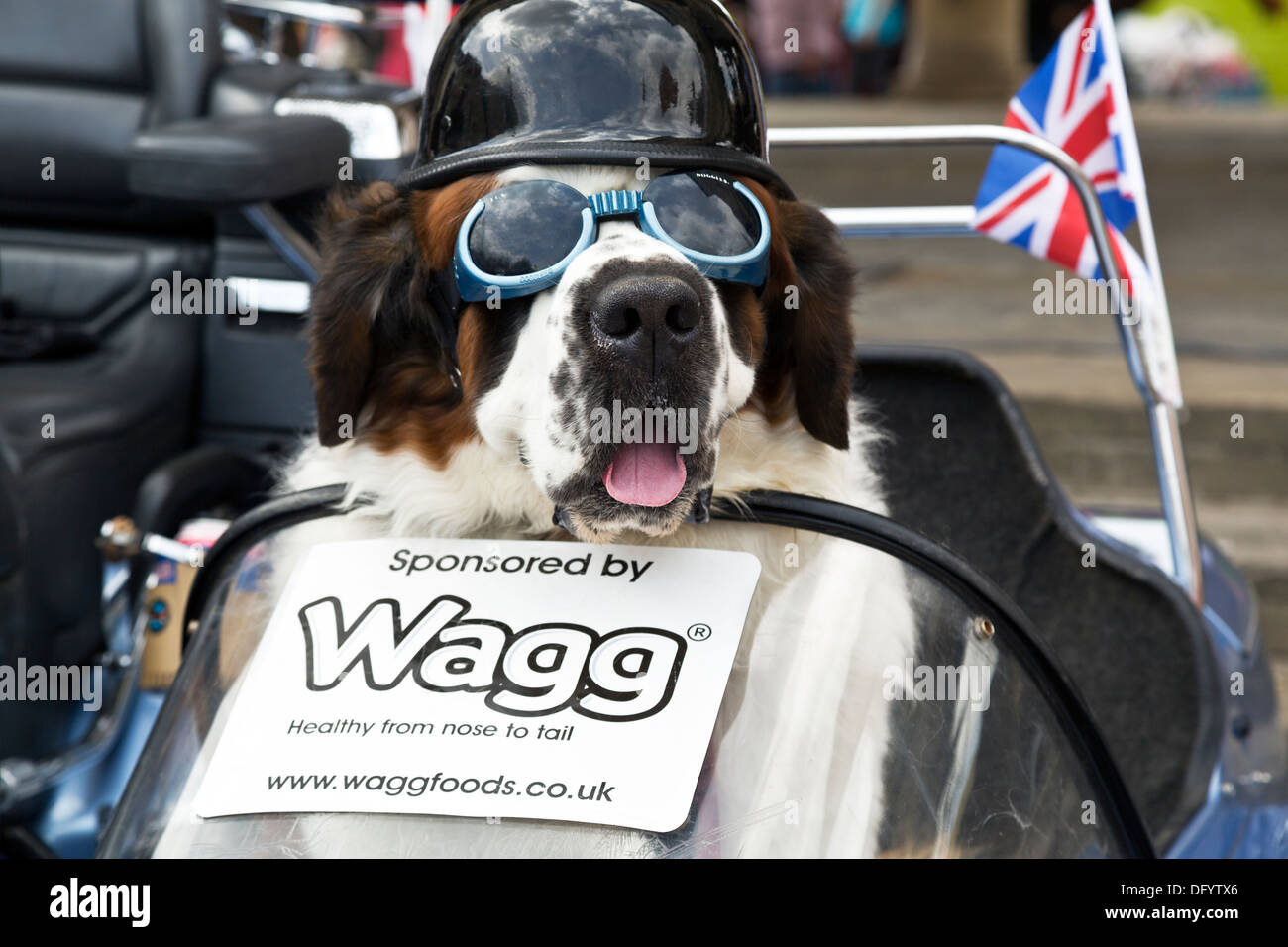 St Bernard dog wearing doggles et le casque de moto side-car assis sur Banque D'Images