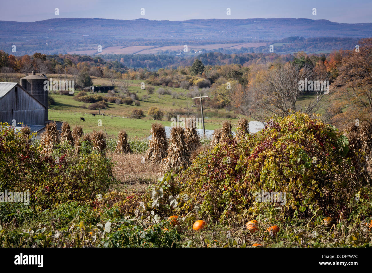 Pittoresque d'automne, la vallée de la Mohawk, l'État de New York, avec des citrouilles, Amish meules et vaches. Banque D'Images
