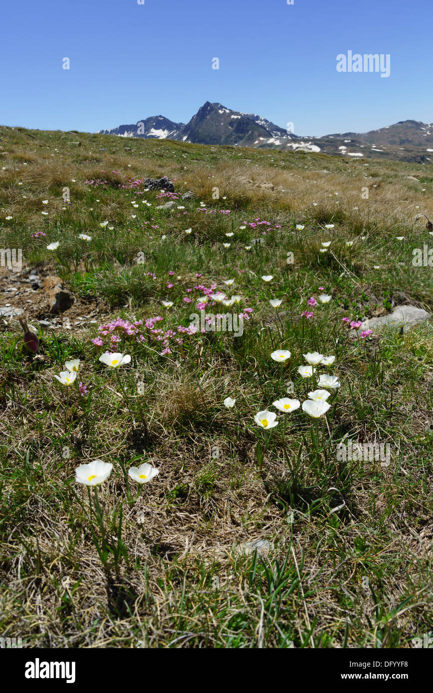 Andorre - Pas de la Casa, route de France. Vue paysage, Fleur alpine meadow. Banque D'Images
