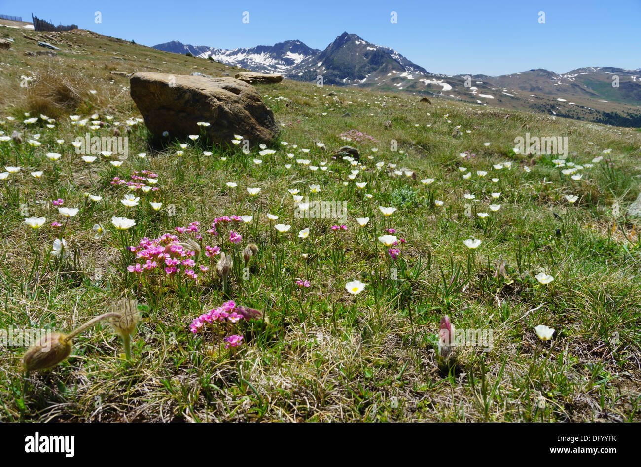 Andorre - Pas de la Casa, route de France. Vue paysage, Fleur alpine meadow. Banque D'Images