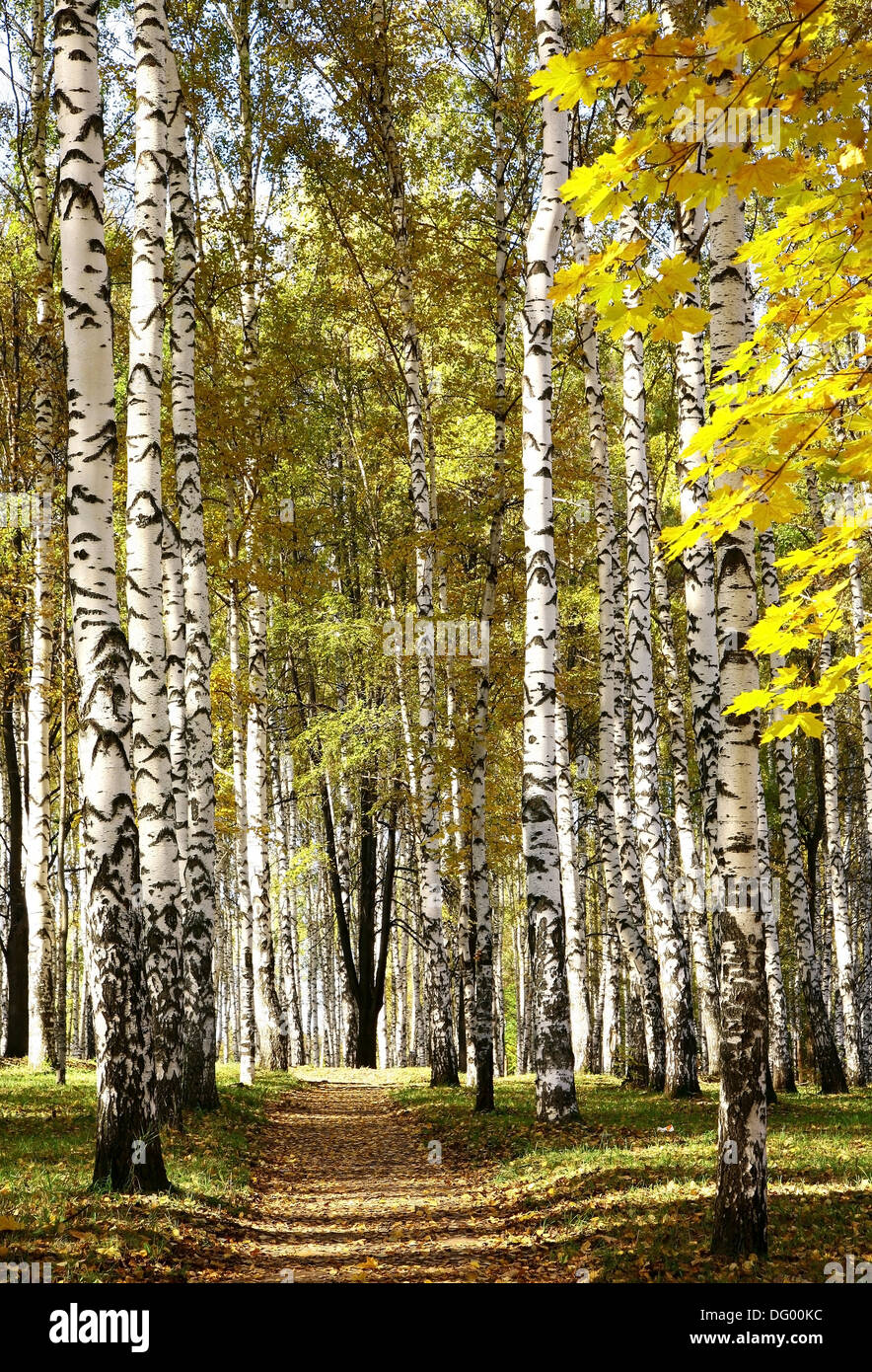 Automne forêt mixte d'or sous le soleil de la météo d'octobre Banque D'Images