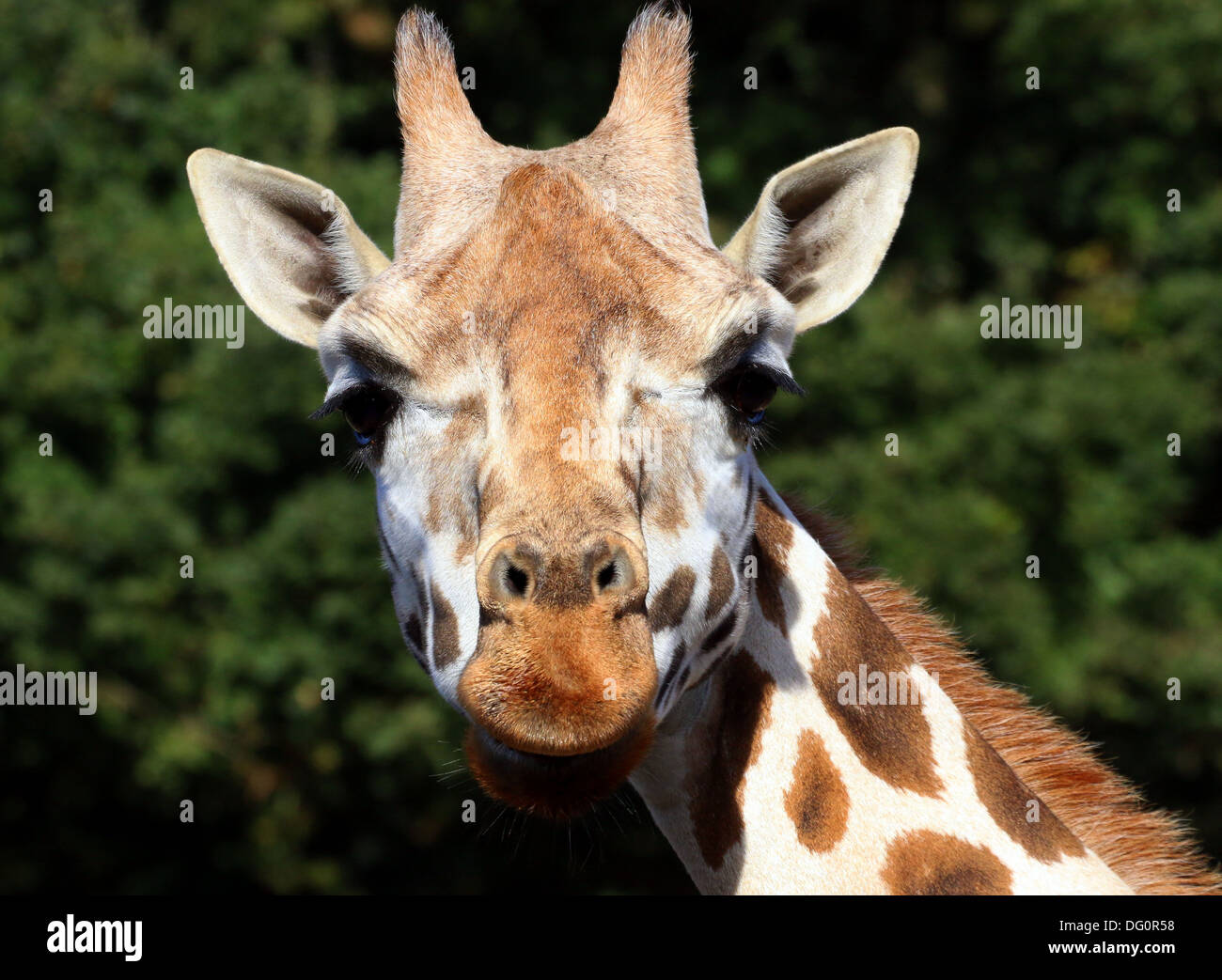 Close-up de tête d'une girafe de Rothschild alias Baringo ougandais ou Girafe (Giraffa camelopardalis) sur la savane d'un zoo Banque D'Images
