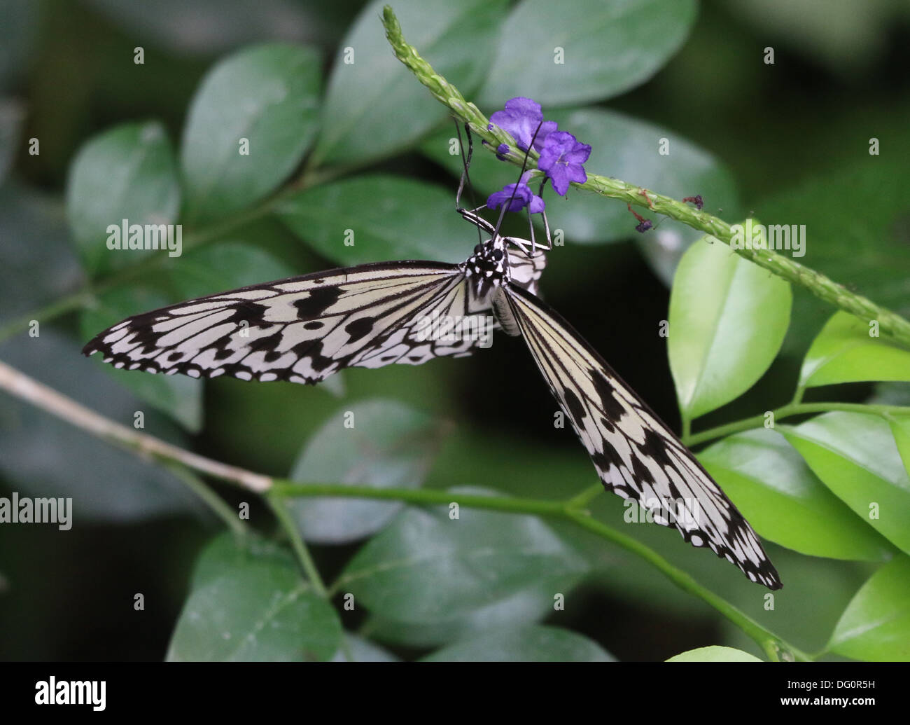 Cerf-volant de papier ou de bois papillon nymphe (idée leuconoe) prises d'Emmen Zoo Papillon Banque D'Images