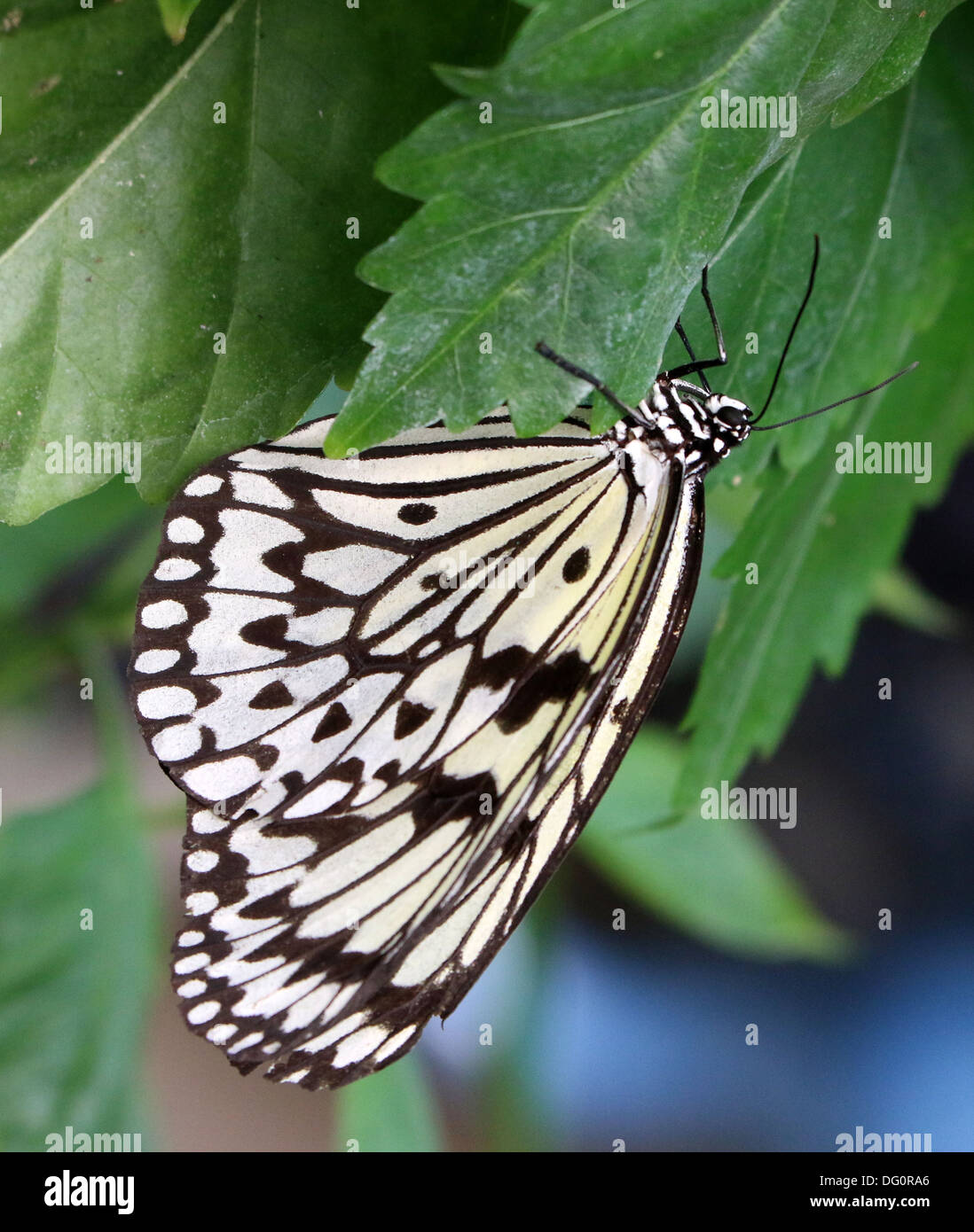 Cerf-volant de papier ou de bois papillon nymphe (idée leuconoe) prises d'Emmen Zoo Papillon Banque D'Images