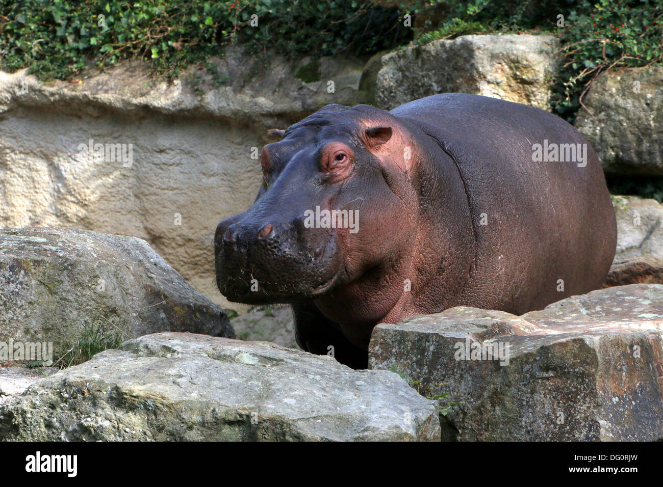 Bienvenus à l'Hippopotame (Hippopotamus amphibius) close-up Banque D'Images