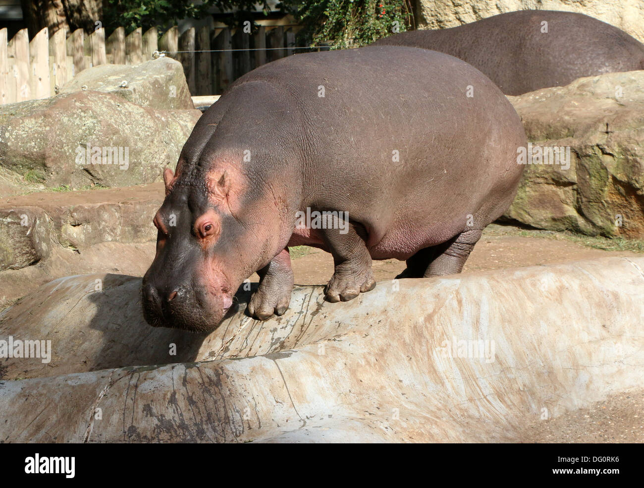 Hippopotame (Hippopotamus amphibius) dans un zoo définition Banque D'Images