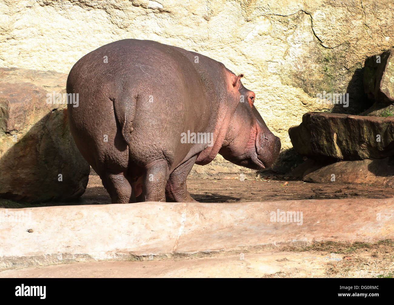 Hippopotame (Hippopotamus amphibius) dans le profil Banque D'Images