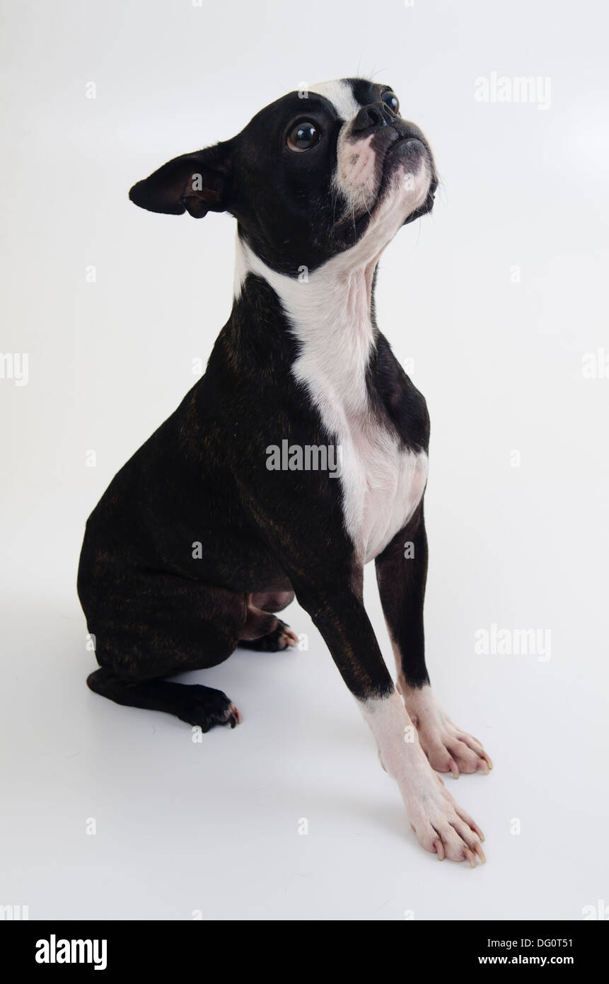 Boston Terrier mignon chien posant sur un fond blanc. Banque D'Images