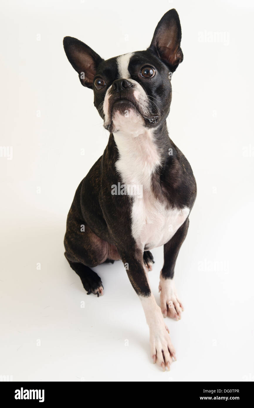 Boston Terrier mignon chien posant sur un fond blanc. Banque D'Images