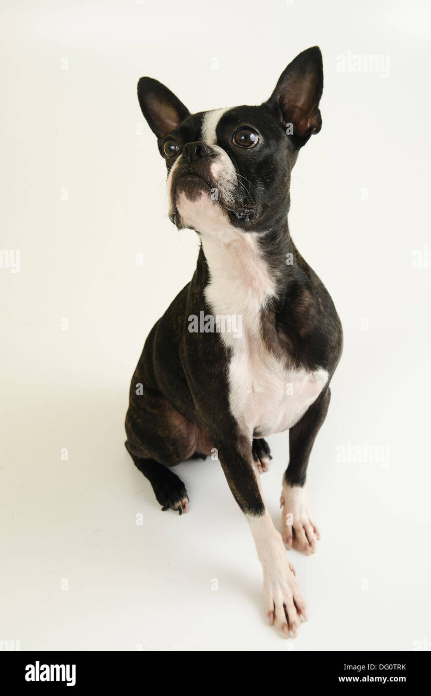 Boston Terrier mignon chien posant sur un fond blanc. Banque D'Images