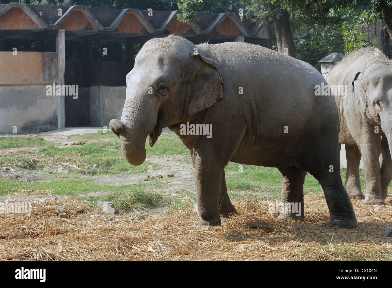 Éléphant d’Asie Banque D'Images