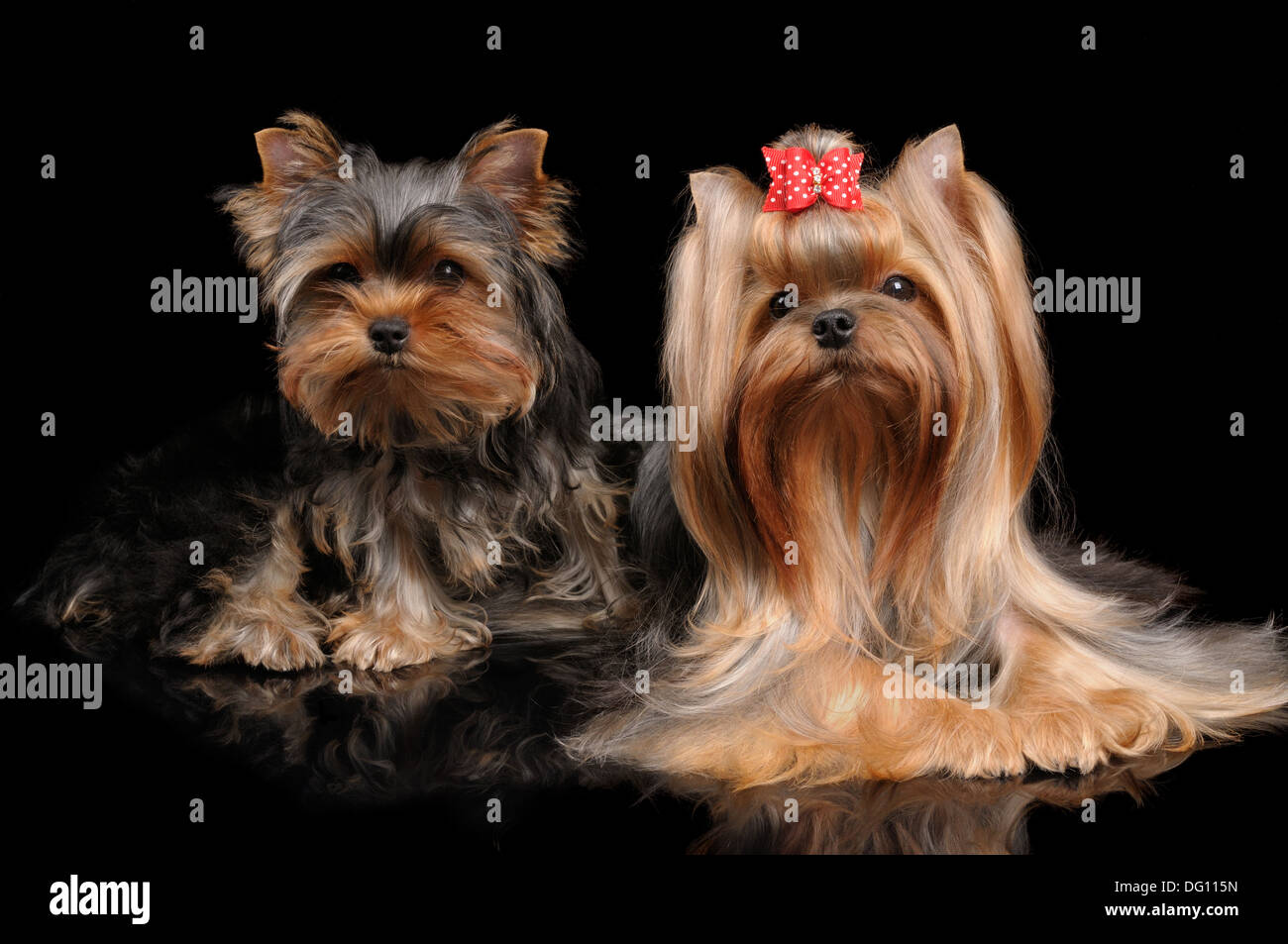 Deux Yorkshire Terriers sur noir. L'un d'eux est chiot Banque D'Images