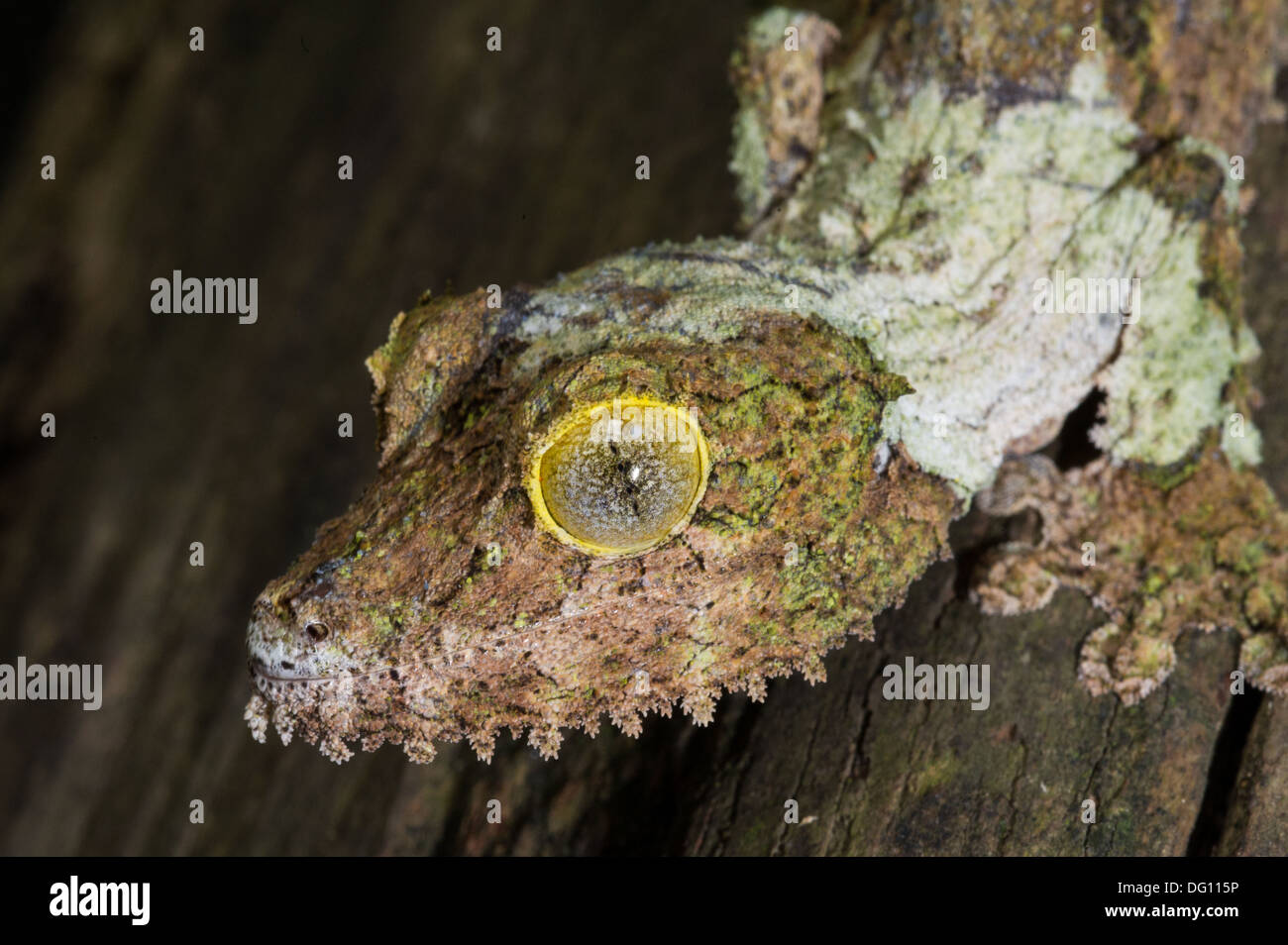 Mossy gecko à queue de feuille, Uroplatus sikorae, Peyrieras Nature Farm, Madagascar Banque D'Images
