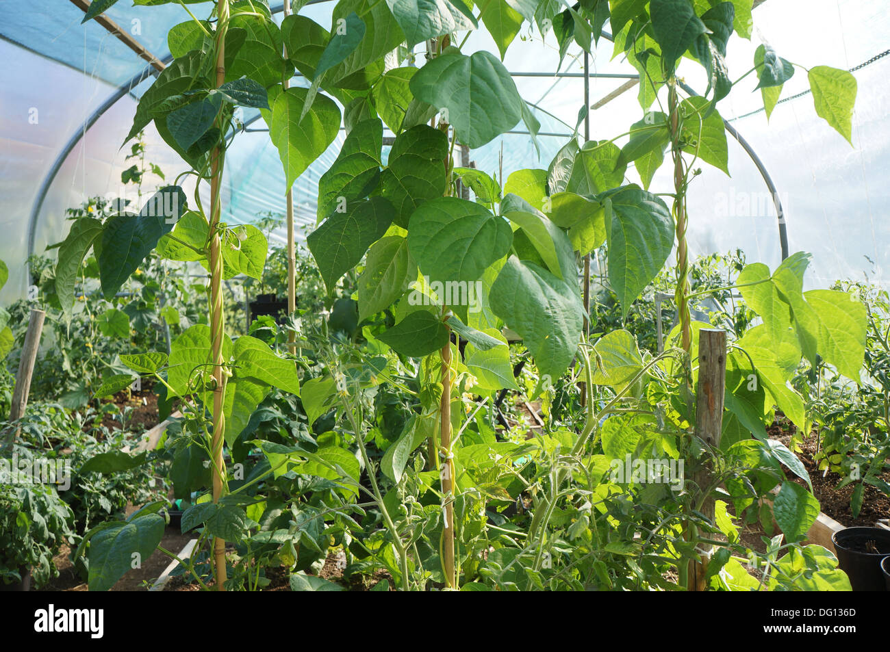 À l'intérieur d'une maison verte Banque D'Images