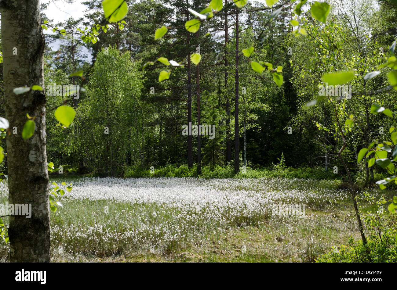 La linaigrette à forest Banque D'Images