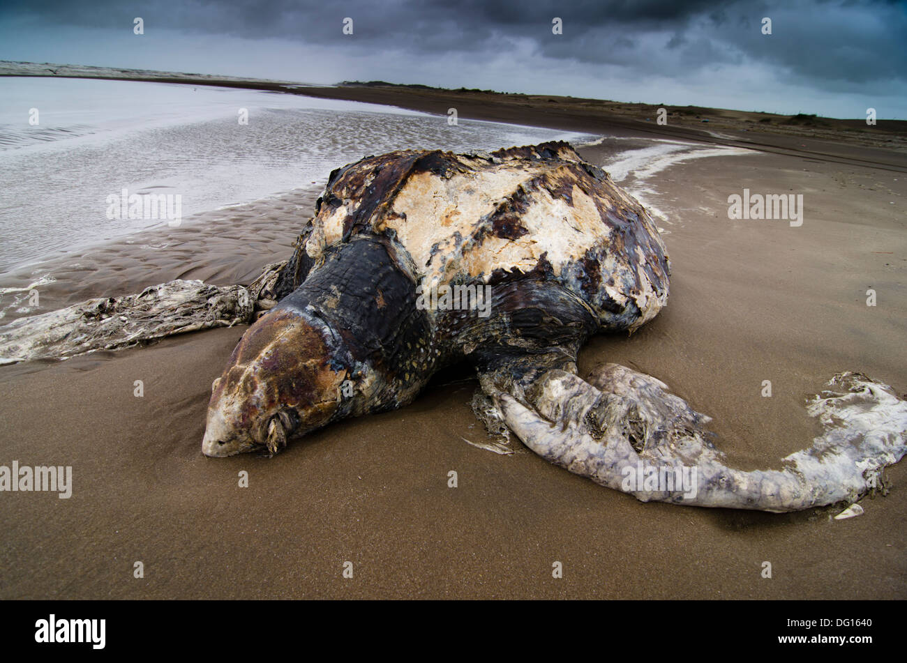 Cuir morts retour à la plage des tortues de mer. San Clemente del Tuyu, Argentine Banque D'Images