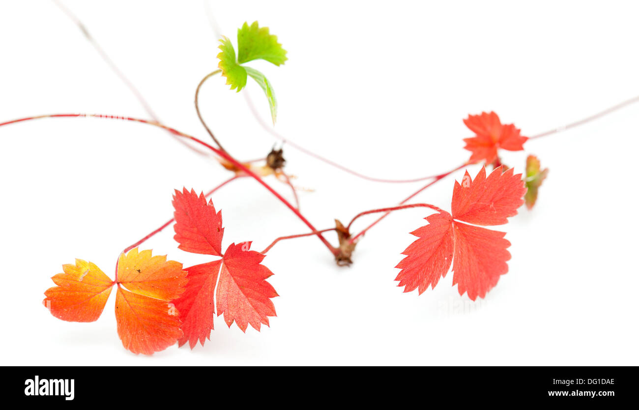 Fraise sauvage d'automne, d'asile, isolated on white Banque D'Images