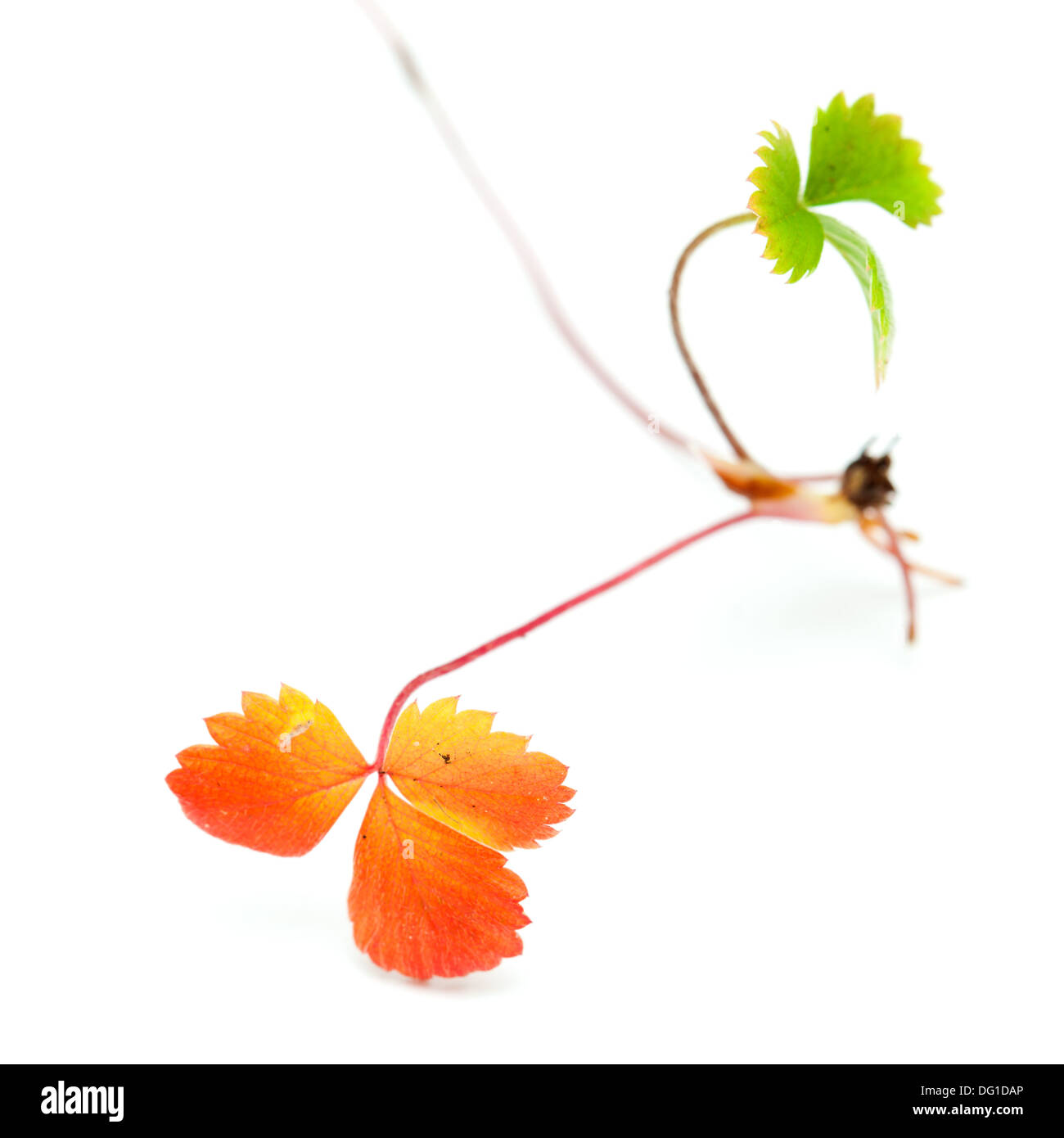 Fraise sauvage d'automne, d'asile, isolated on white Banque D'Images