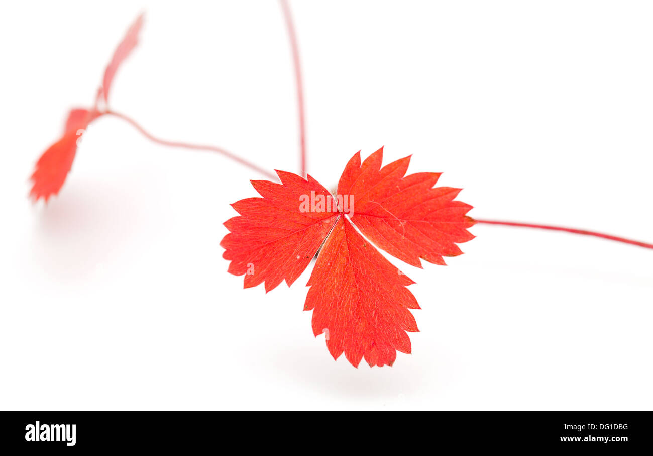 Fraise sauvage d'automne, d'asile, isolated on white Banque D'Images