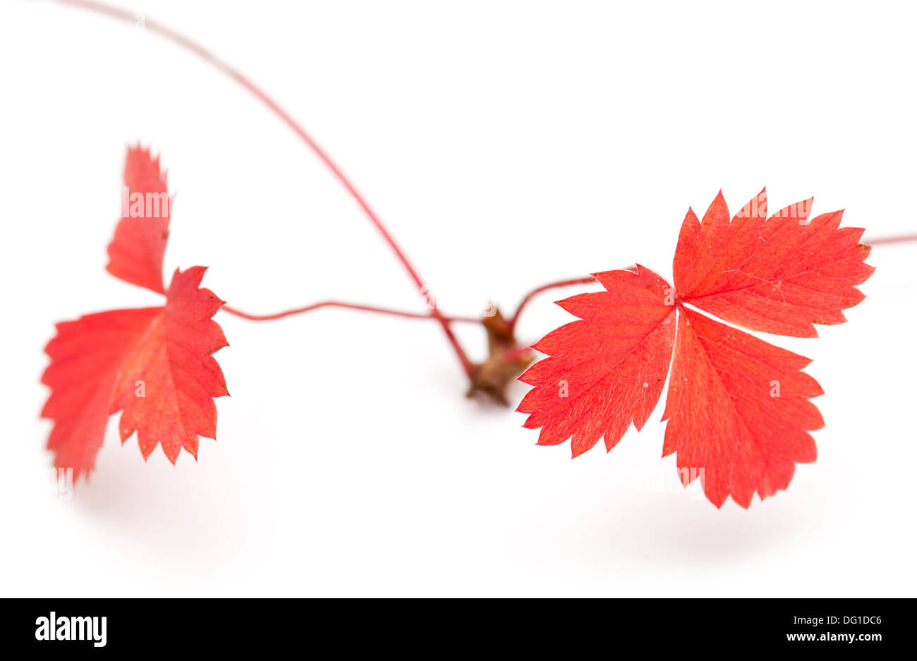 Fraise sauvage d'automne, d'asile, isolated on white Banque D'Images