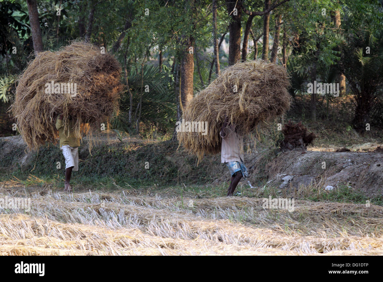 A l'agriculteur de la ferme de riz accueil le Déc 01, 2012 in Baidyapur, West Bengal, India Banque D'Images