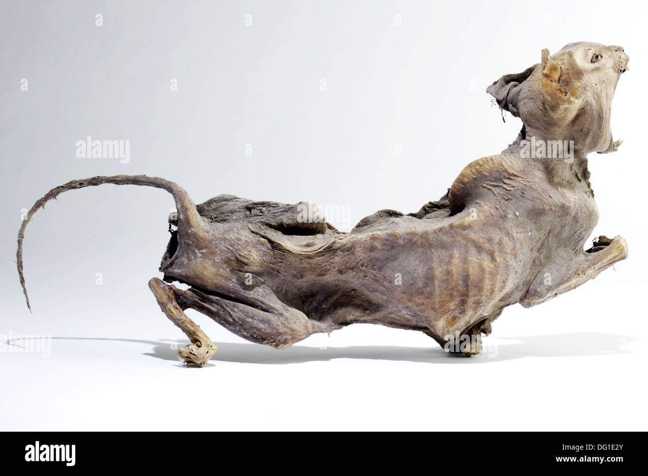 Chat Mort Momifie Photo Stock Alamy Chat Mort Momifie Photo Stock Alamy