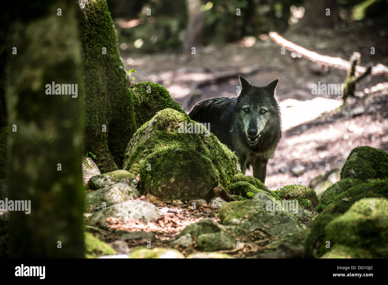 La France, l'Ariège - Orlu, près de Ax-les-Thermes. Parc des loups, loups d'Orlu, une attraction touristique. Gris ou le loup, canis lupus lupus. Banque D'Images