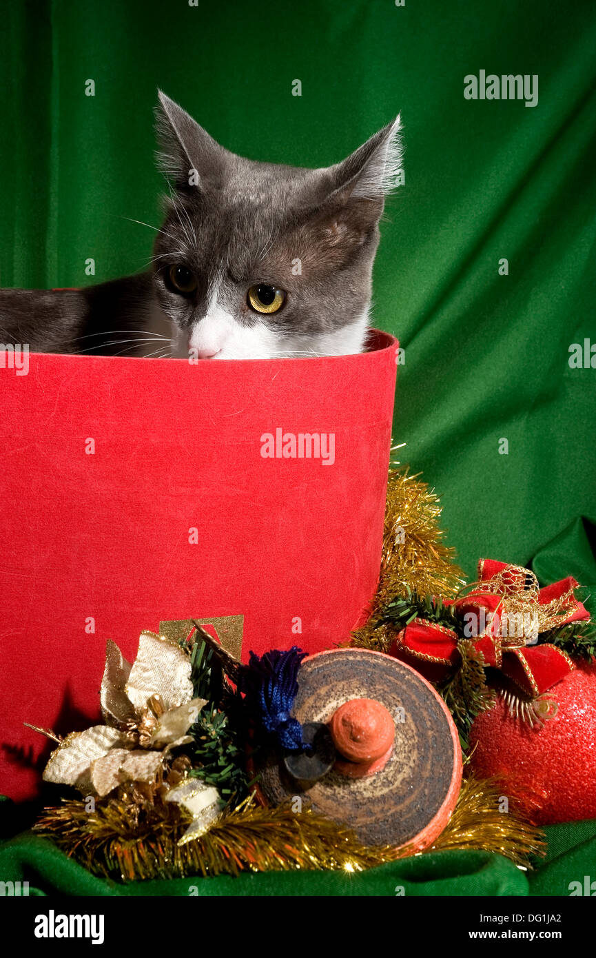 Chat dans une boîte de boules de Noël Banque D'Images