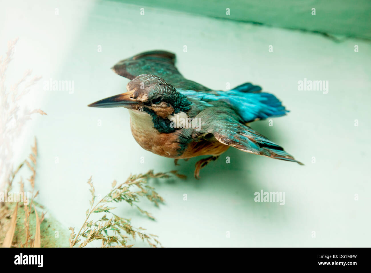 Des oiseaux empaillés victorien Kingfisher en cas d'affichage en verre. Banque D'Images
